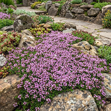 Creeping Thyme Dwarf Seeds - Thymus Serpyllum