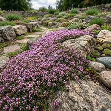 Creeping Thyme Bulk Seeds - Thymus Serpyllum