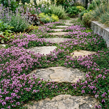 Creeping Thyme Bulk Seeds - Thymus Serpyllum