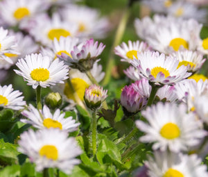 Daisy Mount Atlas Spring Carpet Seeds - Anacyclus Depressus