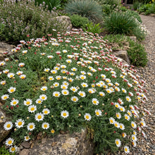 Daisy Mount Atlas Spring Carpet Seeds - Anacyclus Depressus