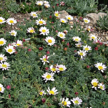 Daisy Mount Atlas Spring Carpet Seeds - Anacyclus Depressus
