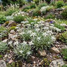 Edelweiss Non GMO Seeds - Leontopodium Alpinum