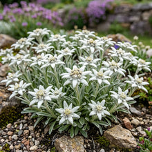 Edelweiss Non GMO Seeds - Leontopodium Alpinum