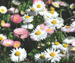 Daisy English Bulk Seeds - Bellis Perennis