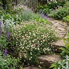 Erigeron Profusion Seeds - Erigeron Karvinskianus