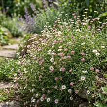 Erigeron Profusion Seeds - Erigeron Karvinskianus