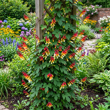 Firecracker Vine Seeds - Ipomoea Lobata