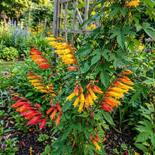 Firecracker Vine Seeds - Ipomoea Lobata