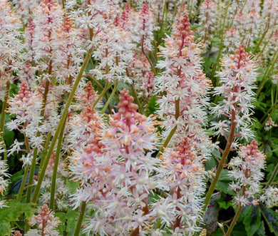 Foamflower Seeds - Tiarella Wherryi