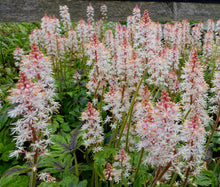 Foamflower Seeds - Tiarella Wherryi