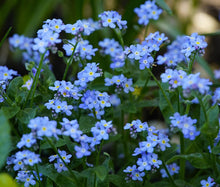 Forget Me Not Seeds - Myosotis Sylvatica