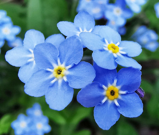 Forget Me Not Seeds - Myosotis Sylvatica