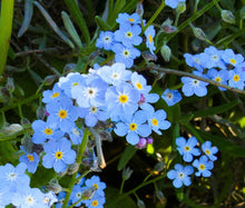 Forget Me Not Seeds - Myosotis Sylvatica