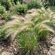 Foxtail Barley Seeds - Hordeum Jubatum