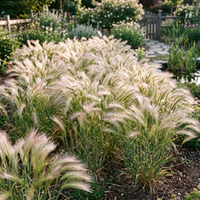 Foxtail Barley Seeds - Hordeum Jubatum