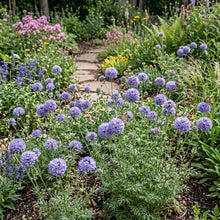Globe Gilia Seeds - Gilia Capitata