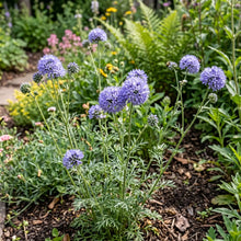 Globe Gilia Seeds - Gilia Capitata
