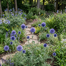 Globe Thistle Blue Seeds - Echinops Ritro