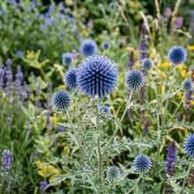 Globe Thistle Blue Seeds - Echinops Ritro