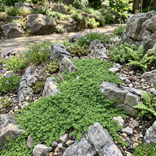 Green Carpet Rupturewort Bulk Seeds - Herniaria Glabra