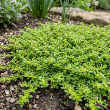 Green Carpet Rupturewort Bulk Seeds - Herniaria Glabra