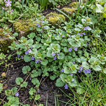 Ground Ivy Non GMO Seeds - Glechoma Hederacea