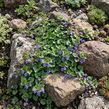 Ground Ivy Non GMO Seeds - Glechoma Hederacea