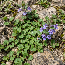 Ground Ivy Non GMO Seeds - Glechoma Hederacea