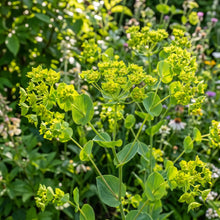 Hare's Ear Bupleurum Seeds - Rotundifolium Griffithii