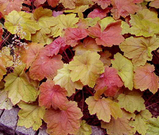 planting heuchera seeds Heuchera Coral Bells Mix Seeds