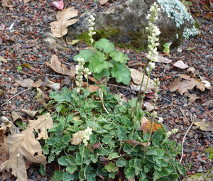 Heuchera Coral Bells Roundleaf Alumroot Seeds - Heuchera Cylindrica