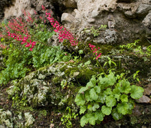 Heuchera Coral Bells Bressingham Hybrids Seeds - Heuchera Sanguinea