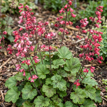 Heuchera Coral Bells Bressingham Hybrids Seeds - Heuchera Sanguinea