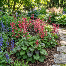 Heuchera Coral Bells Bressingham Hybrids Seeds - Heuchera Sanguinea