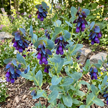 Honeywort Seeds - Cerinthe Major Purpurascens
