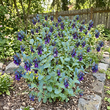 Honeywort Seeds - Cerinthe Major Purpurascens