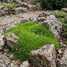 Irish Moss Pearlwort Bulk Seeds - Sagina Subulata