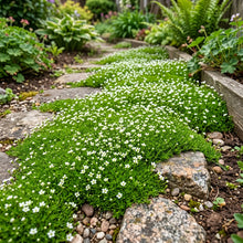Irish Moss Pearlwort Bulk Seeds - Sagina Subulata