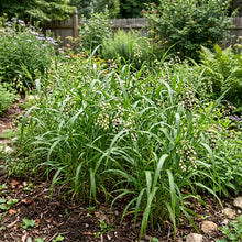 Job's Tears Grass Non GMO Seeds - Coix Lacryma-Jobi