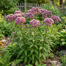 Joe Pye Weed Spotted Non GMO Seeds - Eupatorium Maculatum