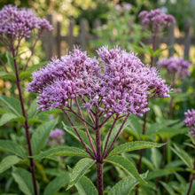 Joe Pye Weed Spotted Non GMO Seeds - Eupatorium Maculatum