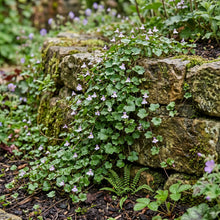 Kenilworth Ivy Bulk Seeds - Cymbalaria Muralis