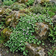 Kenilworth Ivy Bulk Seeds - Cymbalaria Muralis