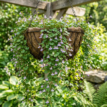 Kenilworth Ivy Bulk Seeds - Cymbalaria Muralis