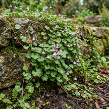 Kenilworth Ivy Bulk Seeds - Cymbalaria Muralis