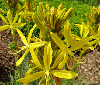 King's Spear Seeds - Asphodeline Lutea
