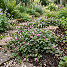 Knotweed Pink Punching Balls Seeds - Polygonum Capitatum