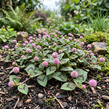 Knotweed Pink Punching Balls Seeds - Polygonum Capitatum