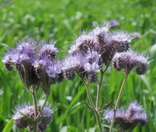 Lacy Phacelia Seeds - Phacelia Tanacetifolia